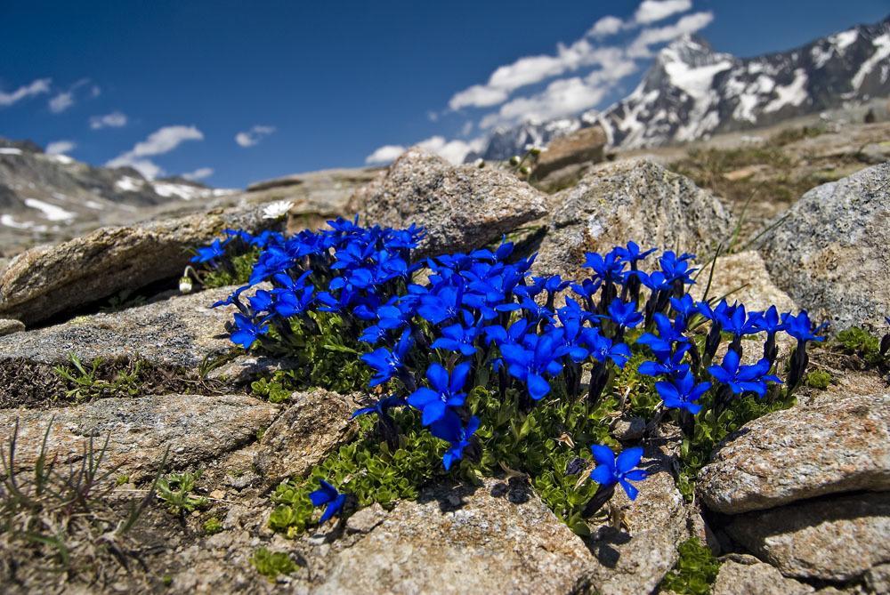 Alpine Blue Apartments Griesen Chambre photo